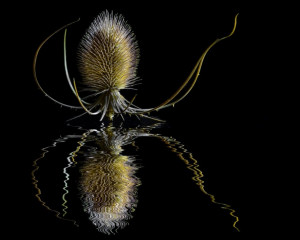 Platz-007-Ruth-Sommer