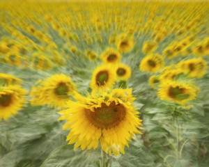 Platz-002-Peter-Ernszt