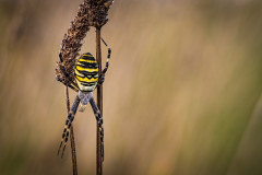 2022-06 - Tiere in der Natur