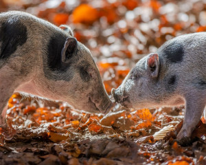 Platz-008-Roland-Hank