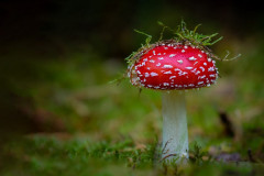 2022-10 - Im Wald