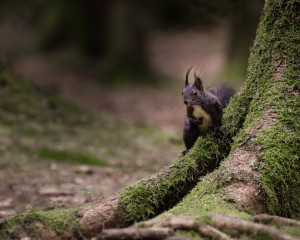 Platz-004-Peter-Ernszt