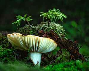 Platz-005-Ruth-Sommer