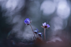 2023-06 - Bokeh