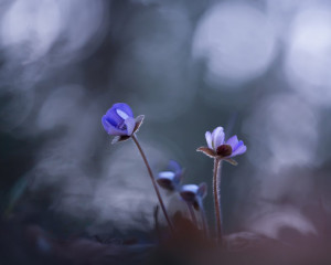 Platz-001-Ruth-Sommer