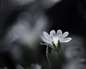 Platz-002-Ruth-Sommer