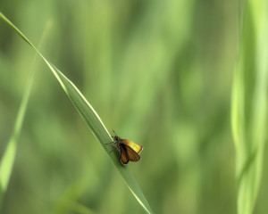 Platz-008-Ruth-Sommer