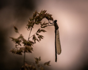 Platz-010-Ruth-Sommer