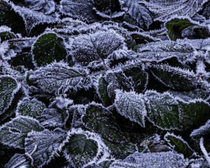 Platz-008-Ruth-Sommer