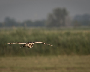 Platz-008-Peter-Ernszt