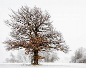 Platz-001-Roland-Hank