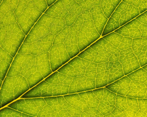 Platz-009-Roland-Hank