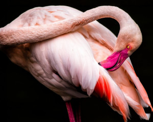 Platz-006-Roland-Hank