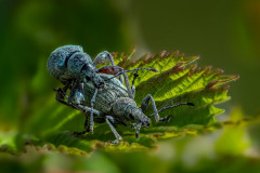 2025-07 - Insekten und Spinnen