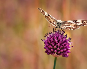 Platz-004-Peter-Ernszt