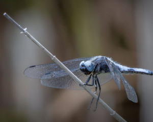 Platz-004-Robert-Span