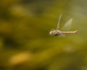 Platz-007-Peter-Ernszt