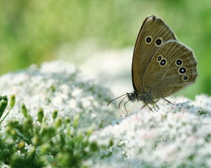 Platz-008-Gerhard-Mueller