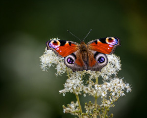 Platz-008-Peter-Ernszt