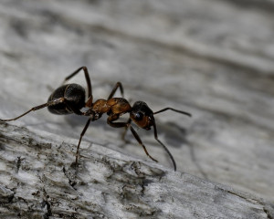 Platz-010-Ruth-Sommer