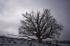 2025-09 - Alte - tote Bäume