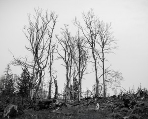 Platz-009-Ruth-Sommer