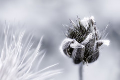 2025-10 - Blumen und Blüten