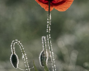 Platz-004-Peter-Ernszt