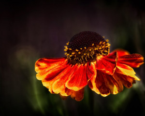 Platz-005-Roland-Hank