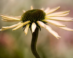 Platz-008-Roland-Hank