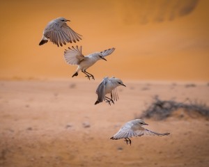 platz-003-peter-reder