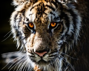 platz-004-ricarda-kiehstaller