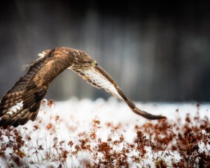 platz-005-roland-hank