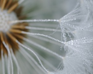 platz-003-gerd-mueller