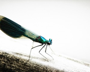 platz-003-gerhard-wolf