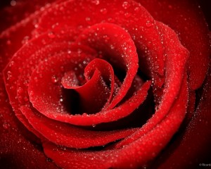 platz-006-ricarda-kiehstaller