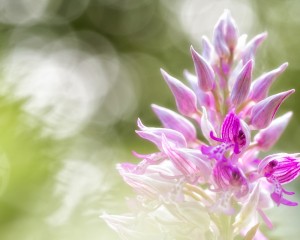 platz-007-roland-hank