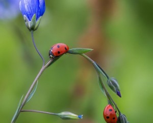 Blumenwiese_Apetlon_Illmiz