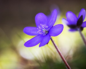 platz-009-roland-hank