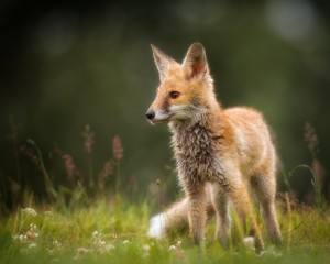 platz-002-roland-hank