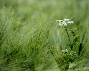 platz-003-monika-siegel