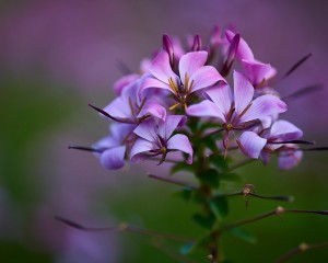 platz-004-gerd-mueller