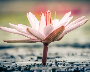 platz-005-monika-siegel