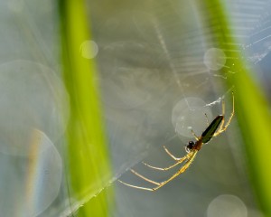 platz-007-peter-ernszt