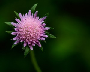 platz-010-gerd-mueller