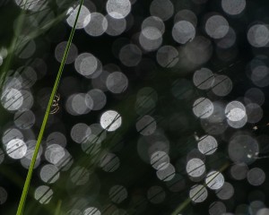 platz-010-peter-ernszt