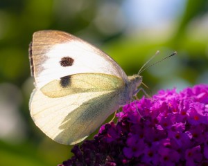 platz-010-ricarda-kiehstaller