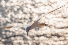 2019-04 - Contest Schätze der Natur