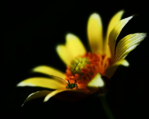 platz-002-carola-ernszt