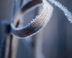 platz-003-carola-ernszt